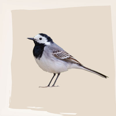 Bachstelze ohne Text