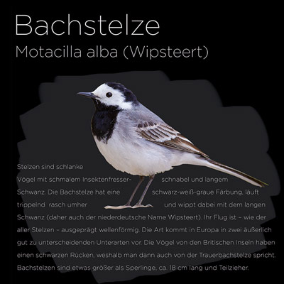 Bachstelze mit beschreibendem Text