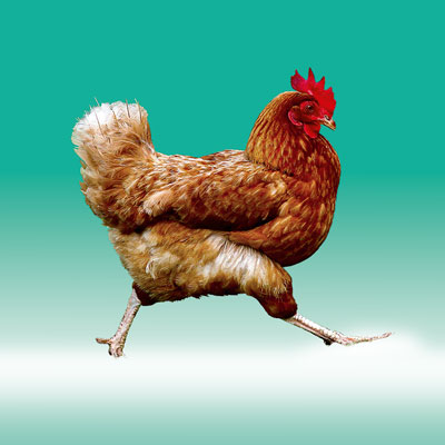 Henne auf Verlauf türkis