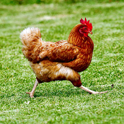 Foto Henne, unbearbeitet